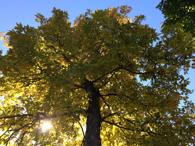  Shagbark hickory is a slow grower that rewards the patient with centuries of majestic beauty.