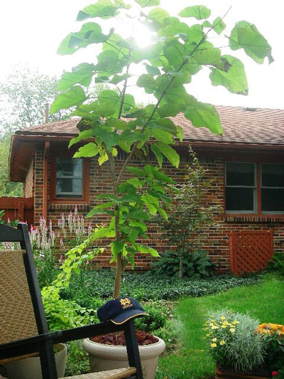 Catalpa delights with white flowers in late spring and brown seedpodsin winter