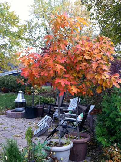 Red oak has beautiful fall color and is a relatively fast grower.