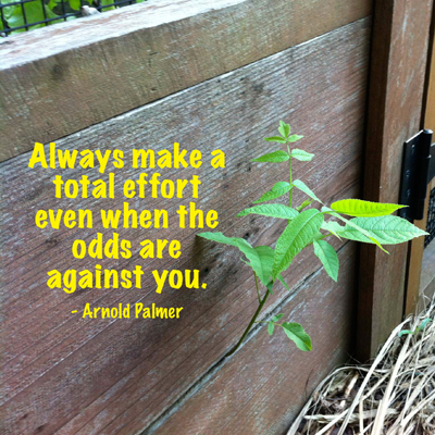 Planted too deeply to sprout conventionally, this black walnut forced its way through a seam.