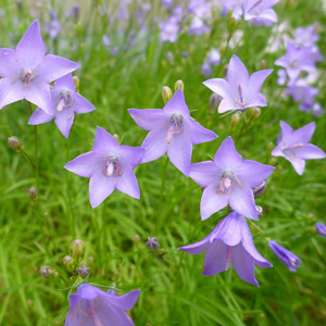 Don Leopold took this photo of the native American harebell (Campanula rotundifolia), which grows in many parts of New York State in rocky areas, be they dry or wet, calcareous or acidic. “This plant grows on alvar pavement barrens and is among many state-protected plant species on the Gateway green roof,” he says. 