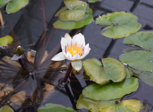 Water lily