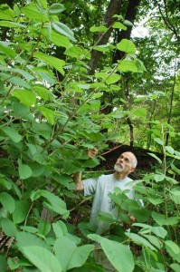 John Allen marveling at the luxurious growth of a large patch of knotweed along a road near our home in Syracuse, NY. Each time we pass this knotweed stand, we remark on its continuing growth and, so far, unchallenged spread along more and more of the roadside.
