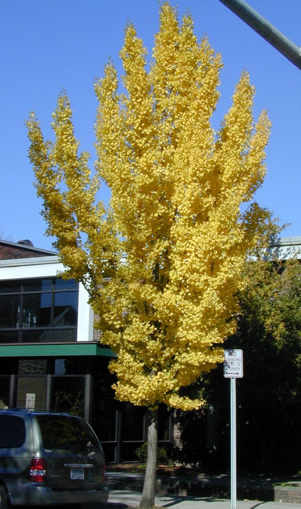 Male cultivars of Ginkgo biloba with showy fall color offer both beauty and, once established, drought tolerance.