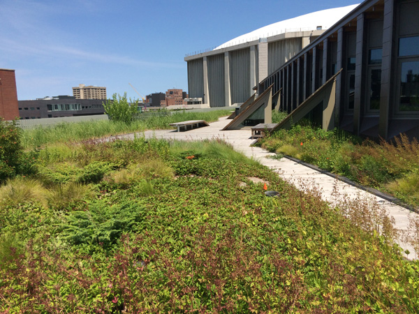 Green-roof-in-summer-Michelle-Sutton