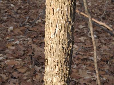 Hophornbeam bark