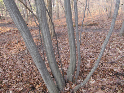 Hornbeam bark