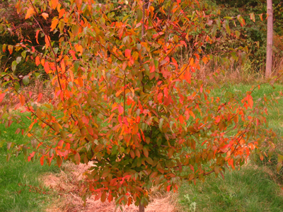 Hornbeam in Fall