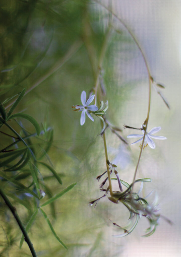 Blossoming spider plant