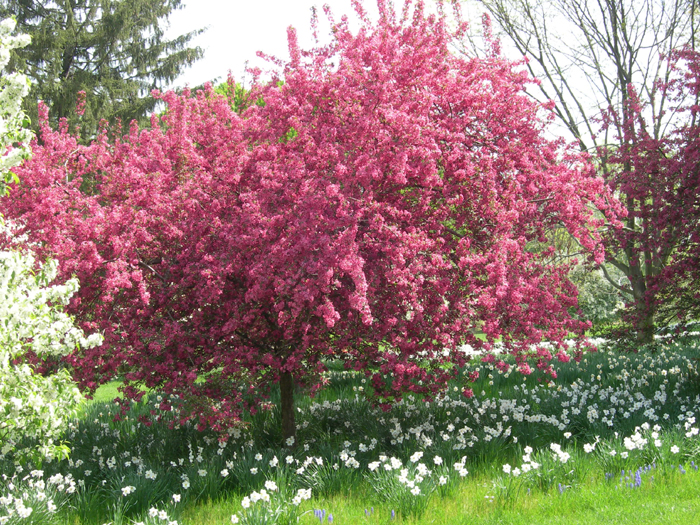 Compact, disease-resistant crabapple cultivars are equally useful to homeowners and city foresters.  