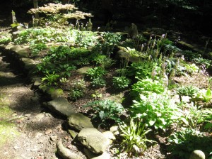 A bed of miniature hostas in the Shadrack garden. 