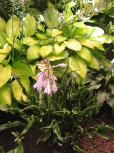 A hosta grouping in Marcia Sully's garden. The hosta in the foreground is Praying Hands.