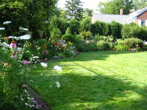 Queen Anne's lace in the Coyne/DiNezza garden is embraced as one of the garden's signatures. Photo by Craig Coyne 