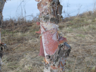 River birch bark