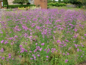 Tall verbena (Verbena bonariensis) can create a beautiful stand if allowed the space to reseed with abandon. Photo by Michelle Sutton 