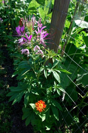 Spider flower (Cleome hassleriana) is a common, welcome volunteer. Photo by Larry Decker  