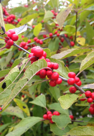 Time of fruitset, like on this winterberry holly (Ilex verticillata), is a phenophase that is tracked by phenologists. Photo by Michelle Sutton