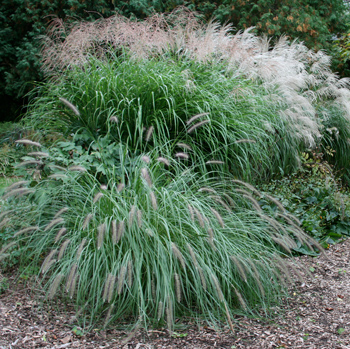 Don’t cut back grasses until spring.