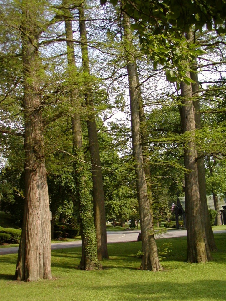 baldcypress grove forest lawn