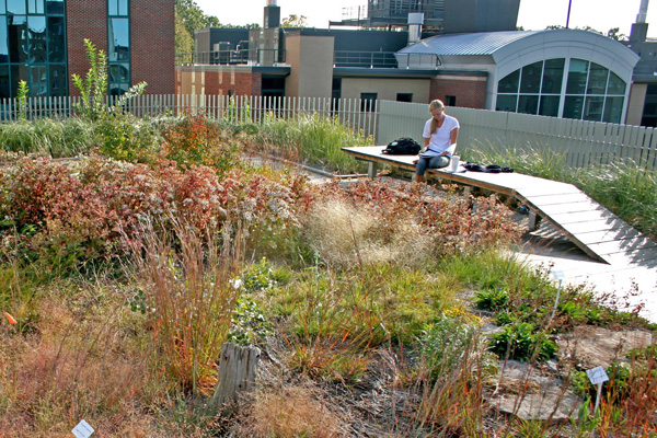 Gateway Center green roof in fall, courtesy SUNY College of Environmental Science and Forestry