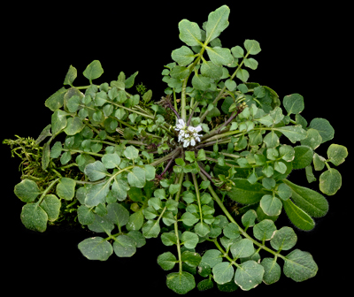 Hairy bittercress