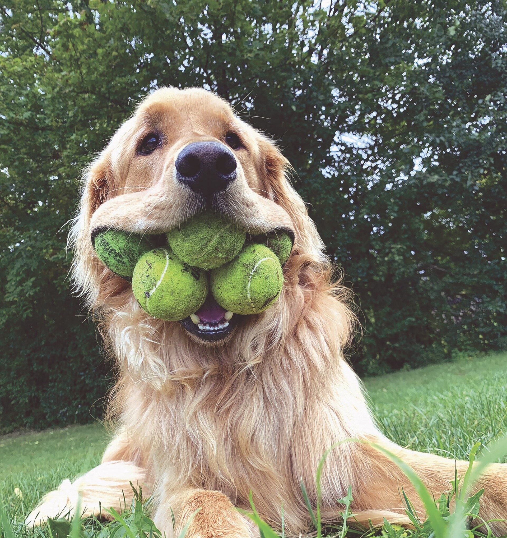 Golden retriever Finley Molloy from Canandaigua NY holding six tennis balls in his mouth, a Guinness World Record for the most tennis balls held in the mouth by a dog