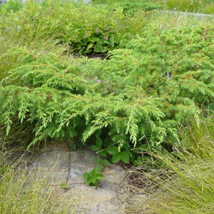 Don Leopold says that if you visit the Gateway green roof in mid-April, you may be treated to a sight unusual in New York: blooming prairie-smoke (Geum triflorum). It is a very rare plant in NYS, limited to Jefferson and Dutchess Counties. “Despite its rarity, it is thriving on the Gateway Center green roof and is the first of dozens of plant species on the roof to bloom each spring,” Leopold says. “Prairie-smoke can be easily cultivated in the home garden if given a well-drained, gravelly-sandy and infertile substrate in full sun.” Behind it you can see wild columbine (Aquilegia canadensis) and to the left is shrubby cinquefoil (Potentilla fruticosa). Photo by Don Leopold 