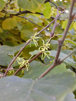 Phenology aficionados track “phenophases,” like bloom time of native witch hazel (Hamamelis virginiana). Photo by Michelle Sutton 