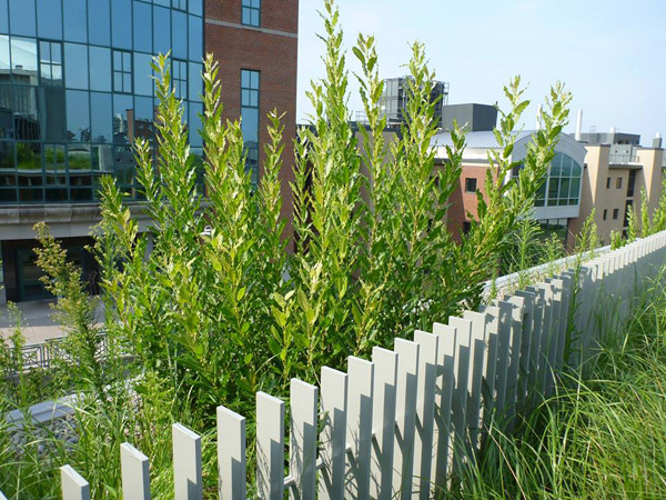 salix-cordata-Don-Leopold