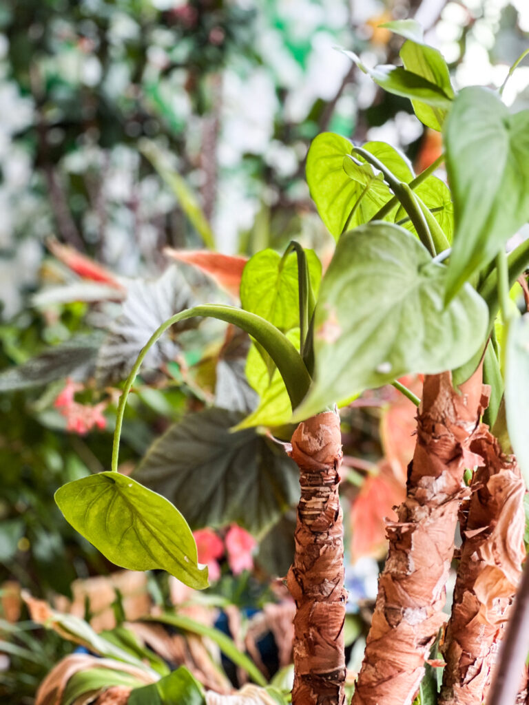 Leafy tropical plants at Sea Me Go restaurant in Rochester NY