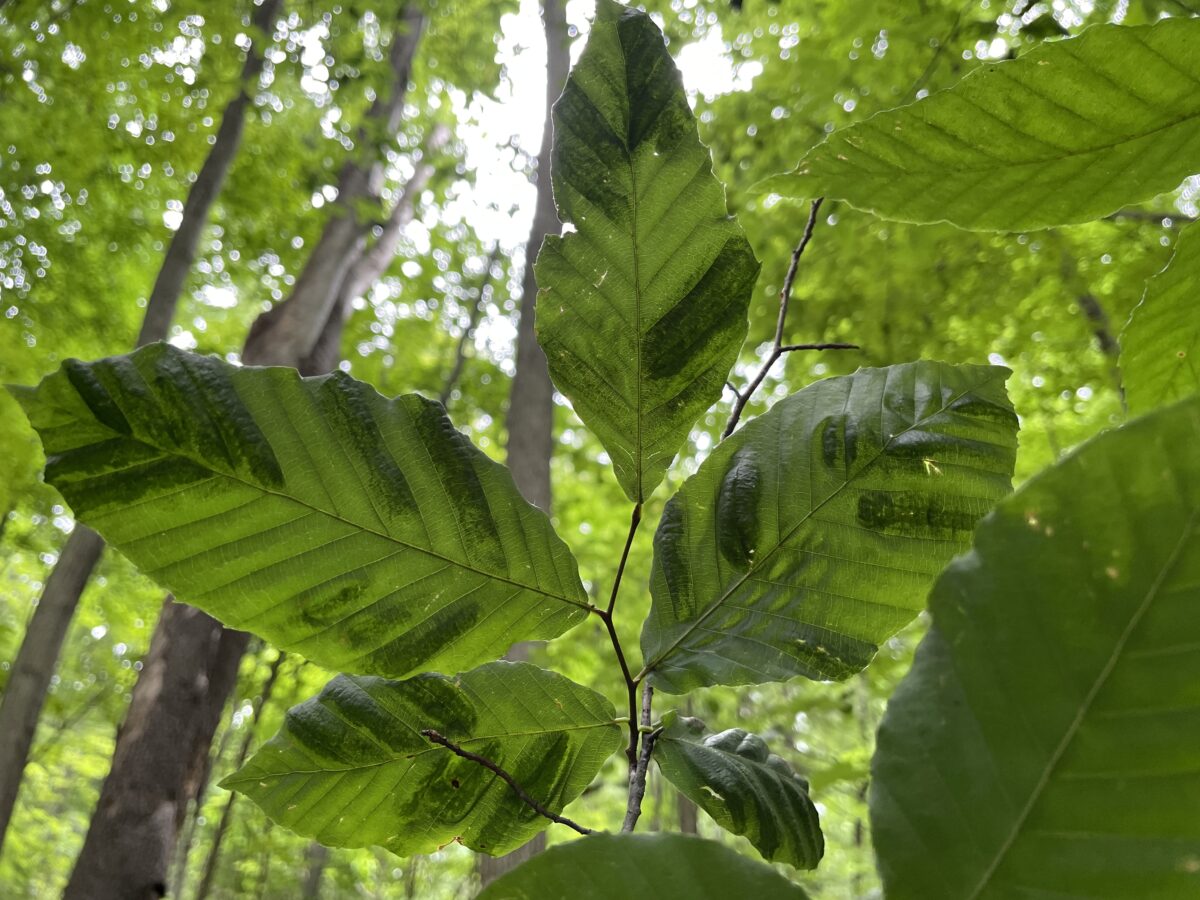 Beech tree diseases - 585 magazine