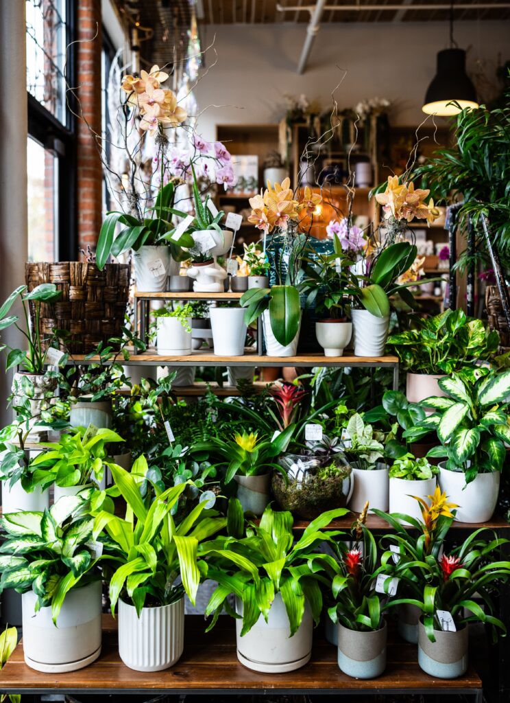 A display of orchids and leafy plants at Stacy K Floral in Rochester NY