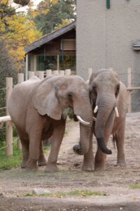 Two African elephants leaning on each others trunks at the Seneca Park Zoo in Rochester, NY.