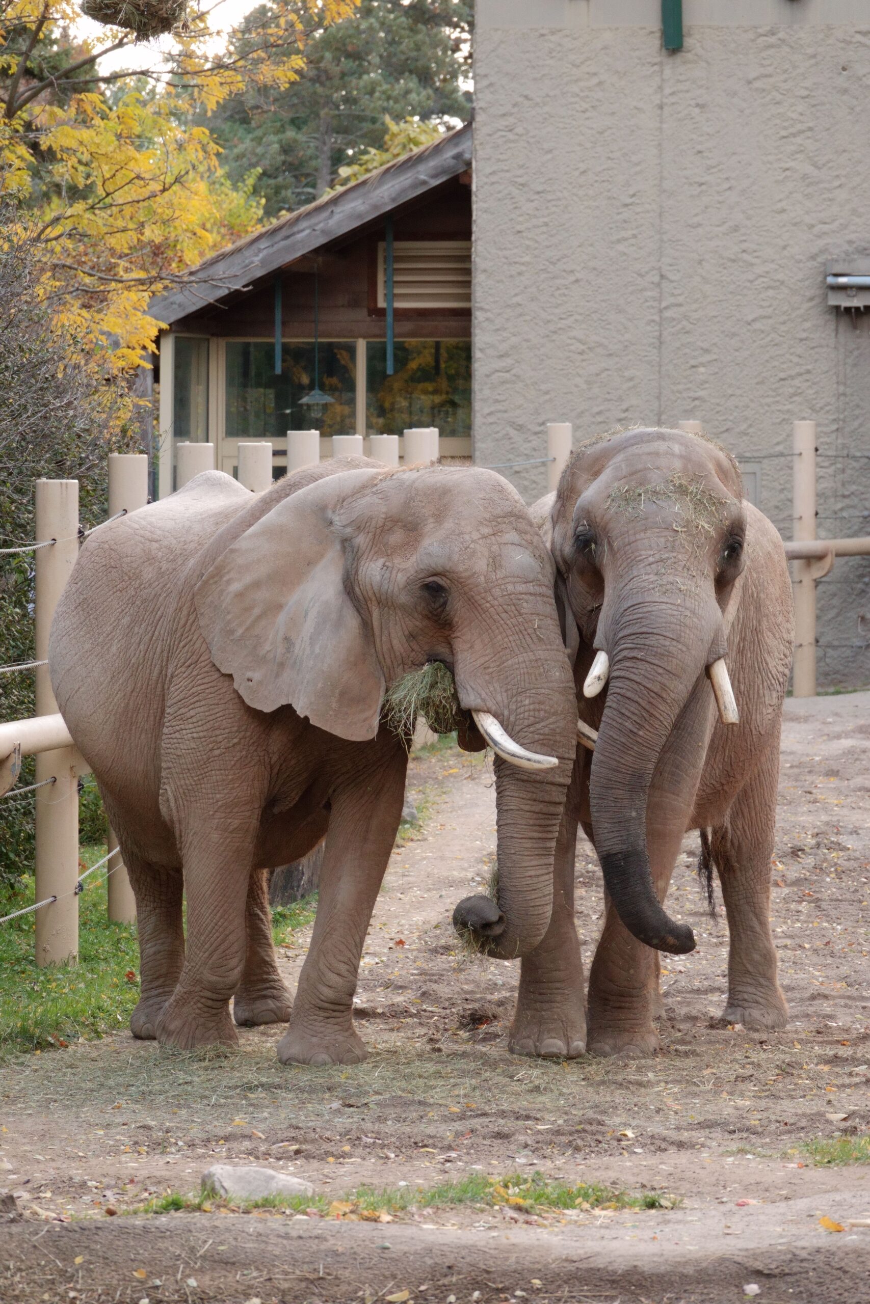 Two African elephants leaning on each others trunks at the Seneca Park Zoo in Rochester, NY.