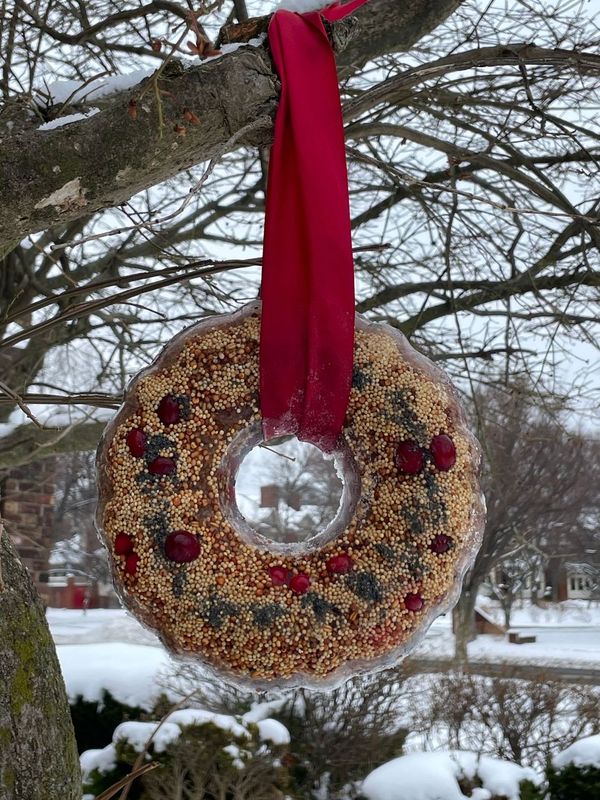 Homemade bird feeder wreath hanging by red ribbon on a tree branch in Rochester, NY.