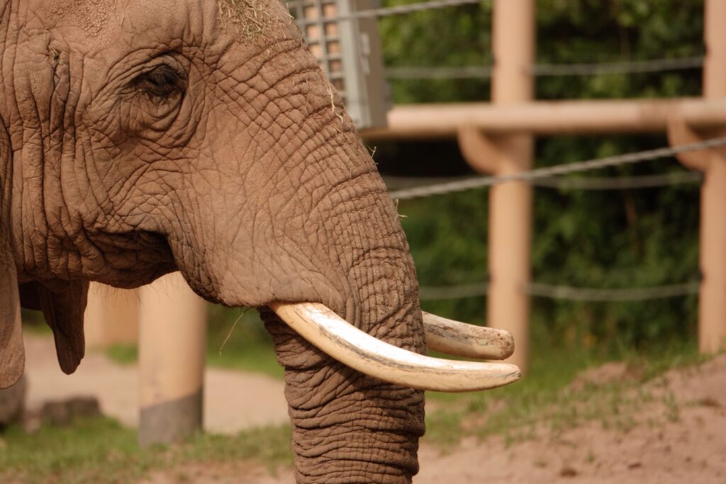 Close up of the right side of an African elephant's face at the Seneca Park Zoo in Rochester, NY.