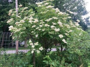 Surprise black elder in bloom in Rochester, N.Y.