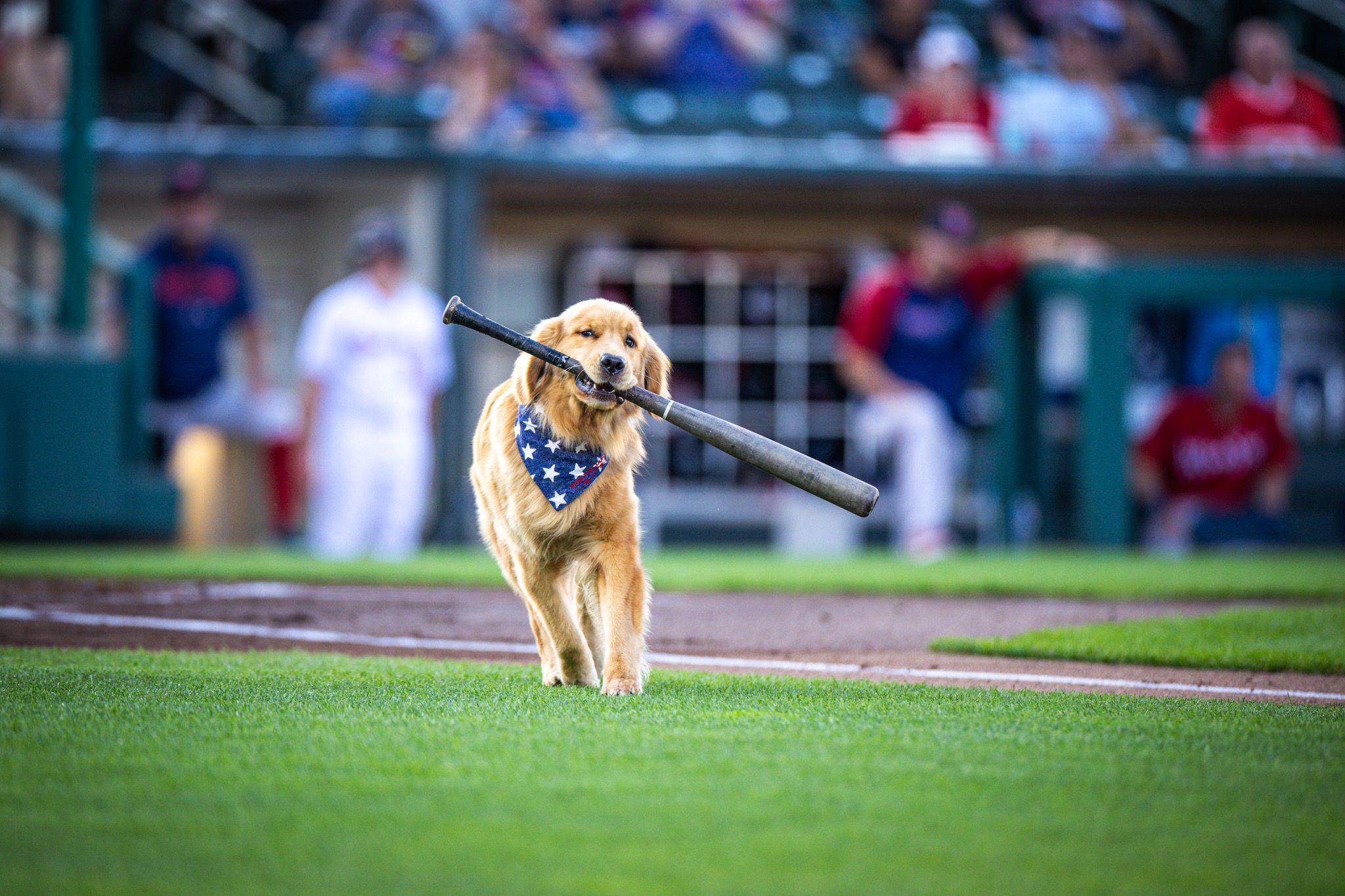 Bruce the bat dog (Rochester Red Wings mascot) holding a wood baseball bat in his mouth running across the field in Rochester, N.Y.