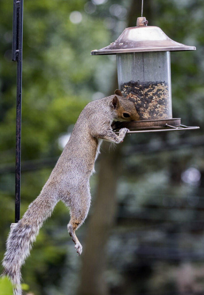 A close-up shot of an eastern gray squirrel hanging from a birdfeeder and eating the birdfeed.
