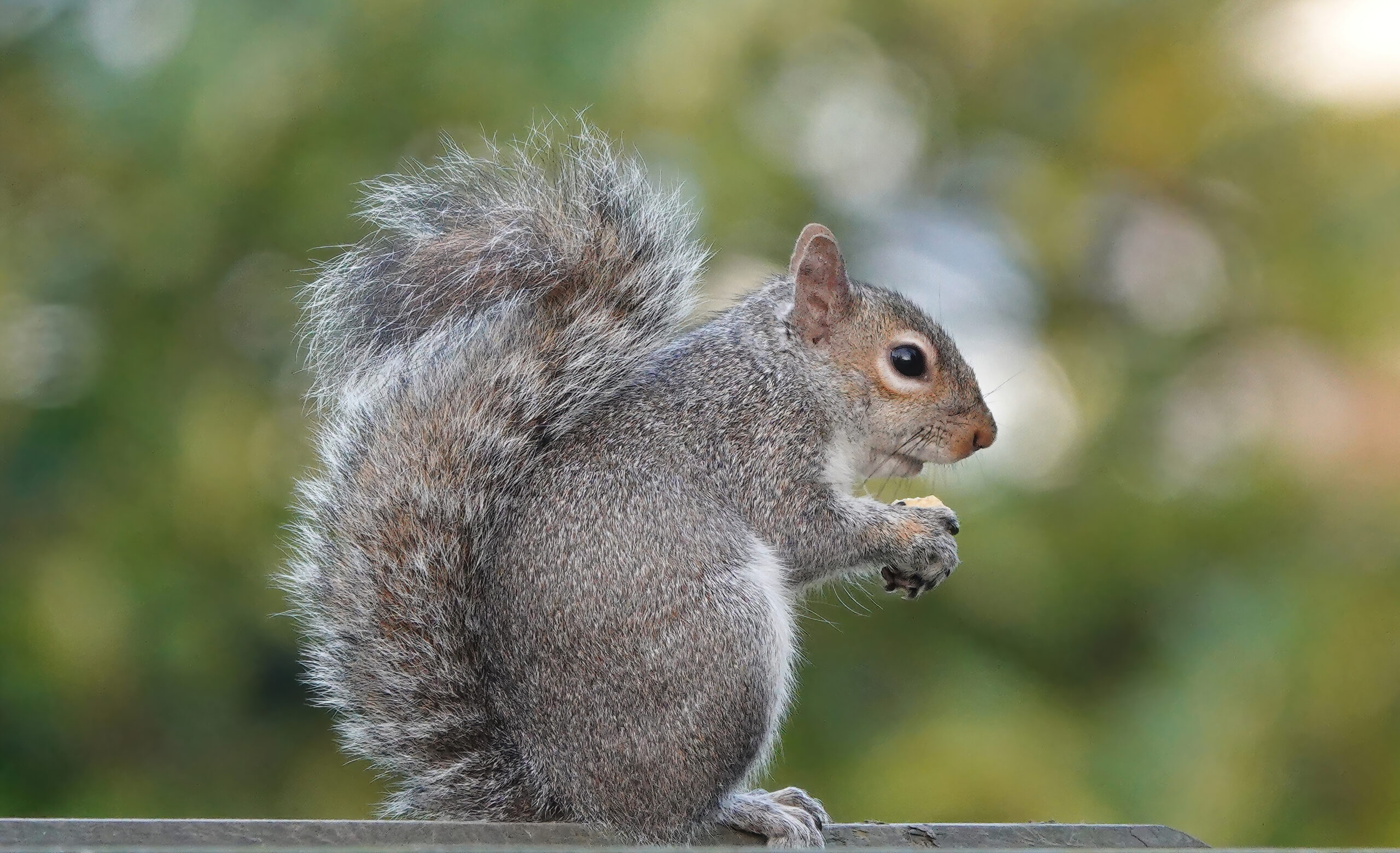 A close-up shot of an eastern gray squirrel taken from the side
