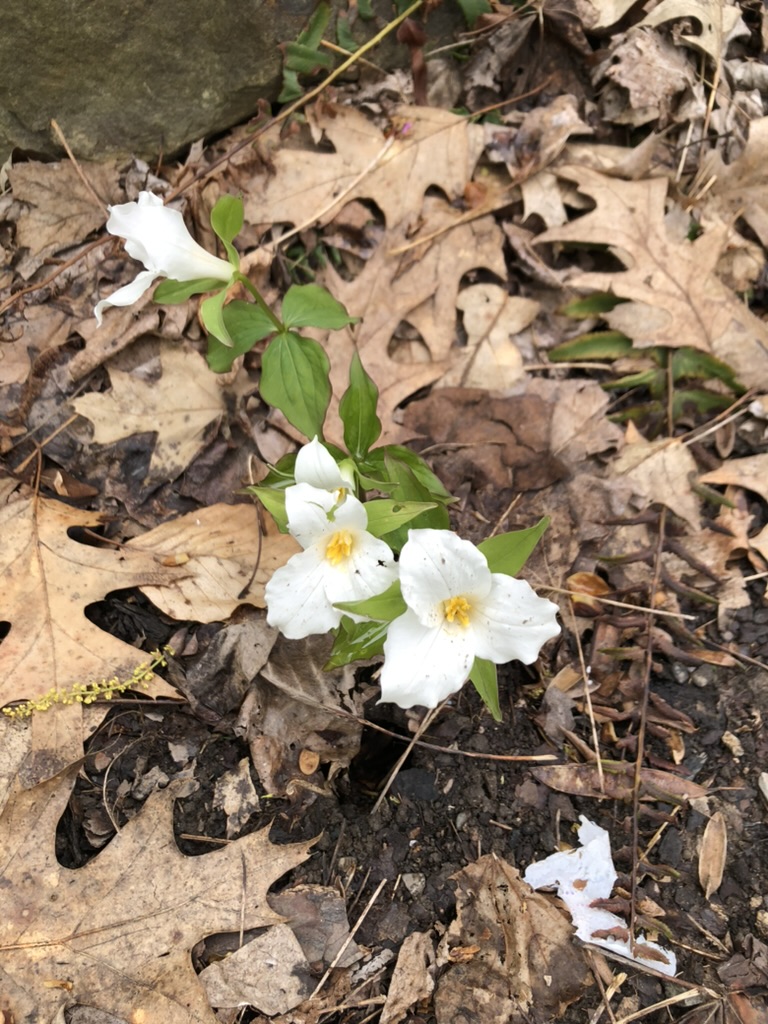 Natives as Inspiration for Home Gardens