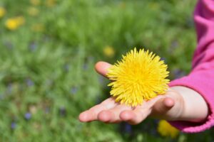 Child's hand holding a yellow dandelion in the summer.