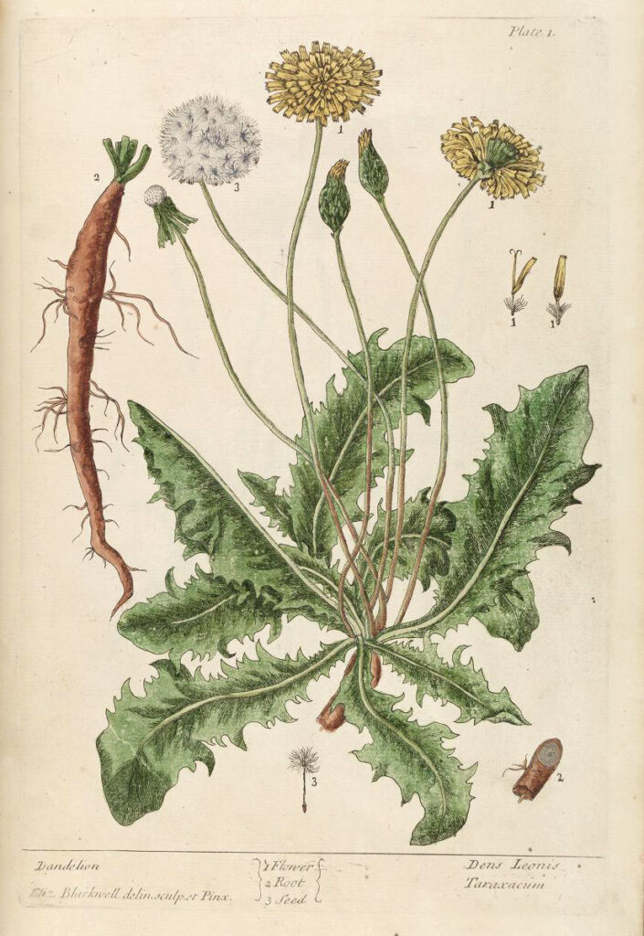 Plate 1: Dandelion from A Curious Herbal by Elizabeth Blackwell. Courtesy.
