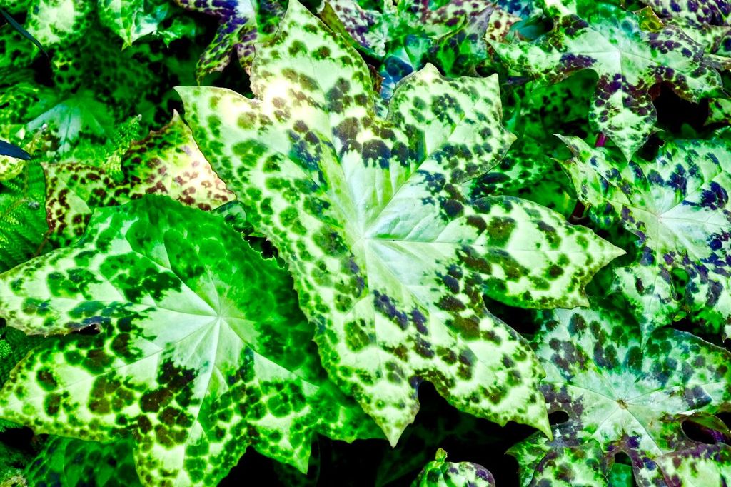 A close-up of a beautiful specimen of ‘Spotty Dotty’ podophyllum growing at Trebah Gardens in Cornwall, England