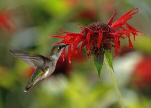Ruby-throated Hummingbird; Photo by Joe Schneid, Louisville, Kentucky, CC BY 3.0 via Wikimedia Commons