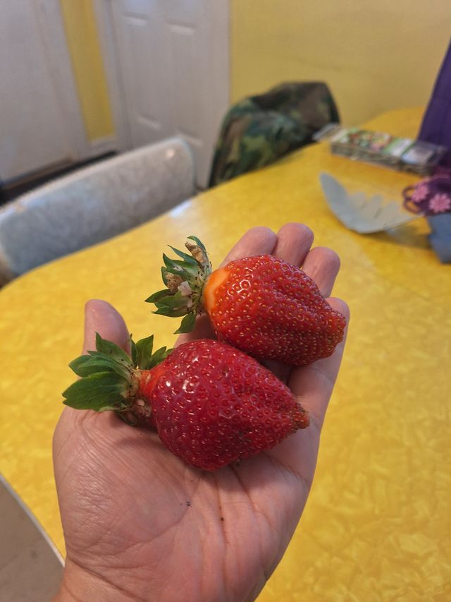 First two strawberries from the garden
