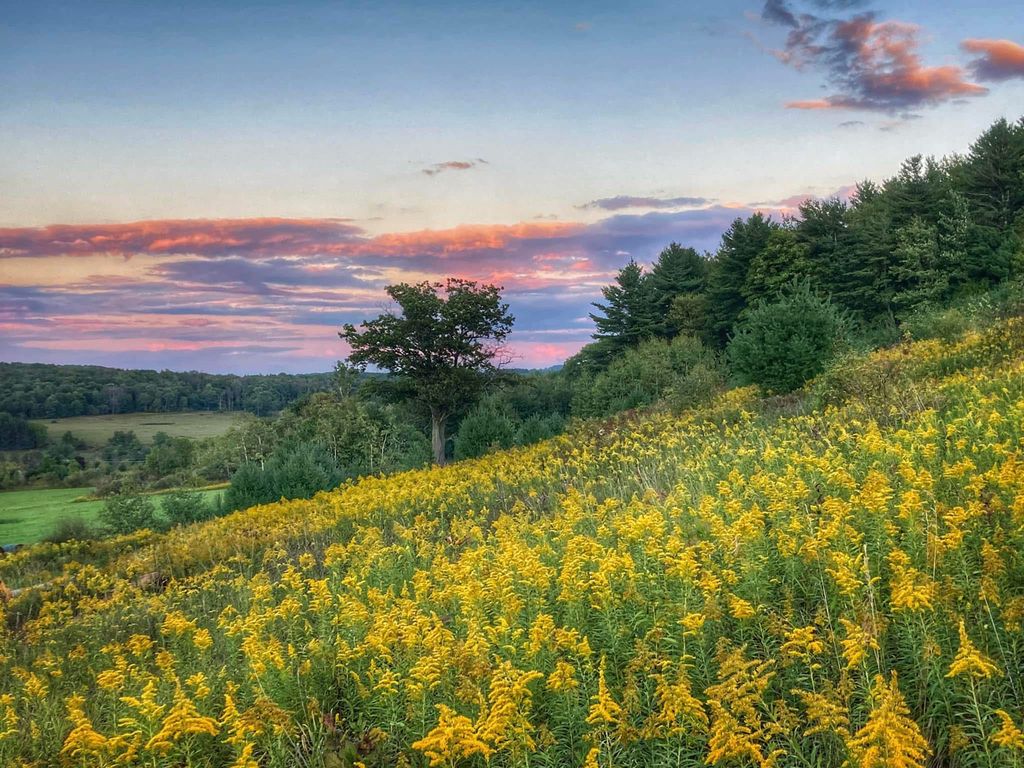 Field of goldenrod