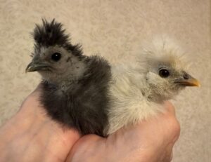Chandra and Chip when they were about six weeks old. They're now six months old. Chandra on the left has black fur and Chip on the right has cream colored fur.