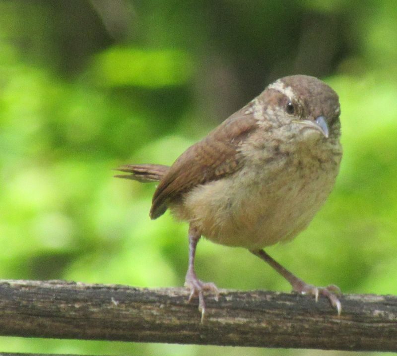 Young Carolina Wren: photo courtesy Flickr; Jean Weller.