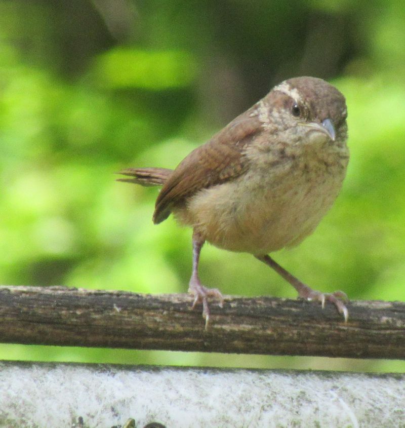 Young Carolina Wren: photo courtesy Flickr; Jean Weller.